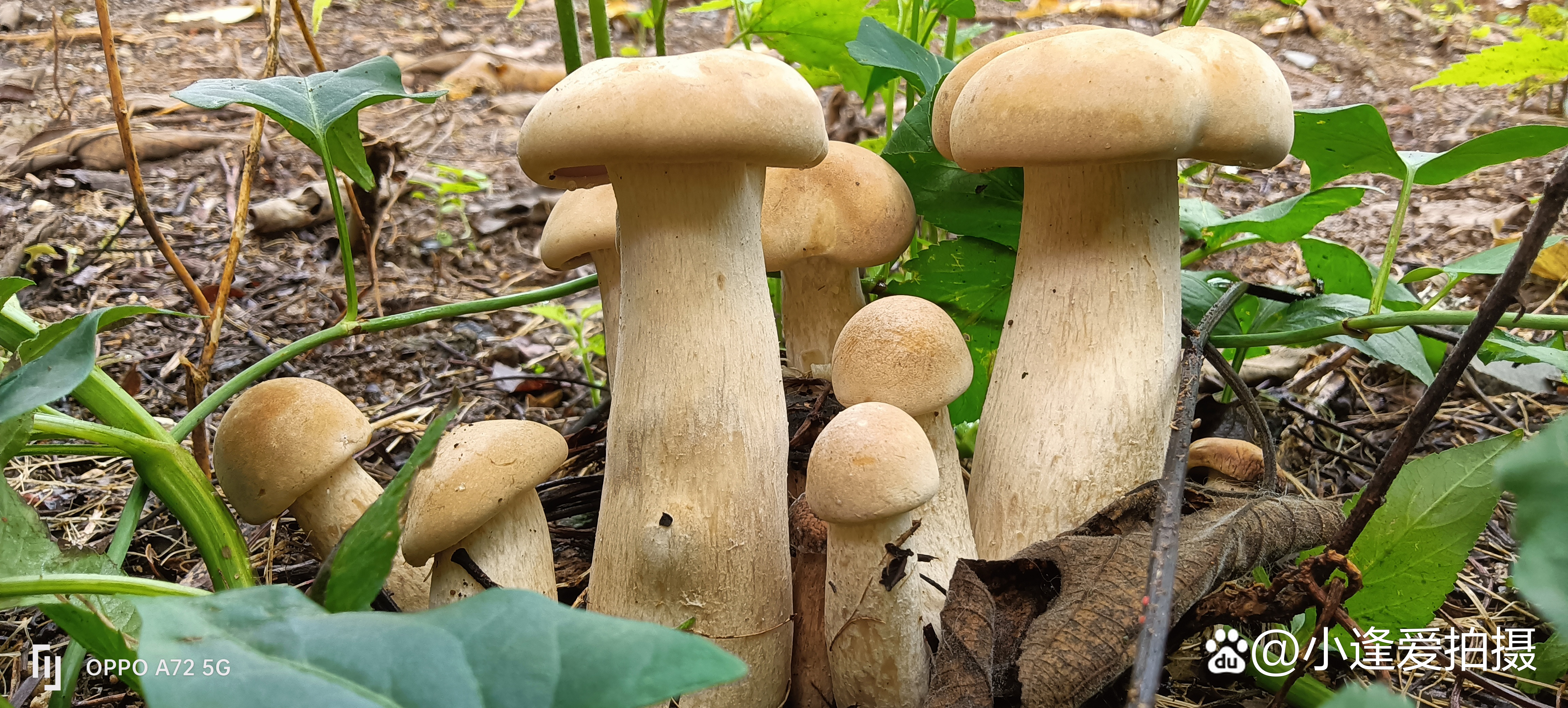 包含91官网磨菇的词条