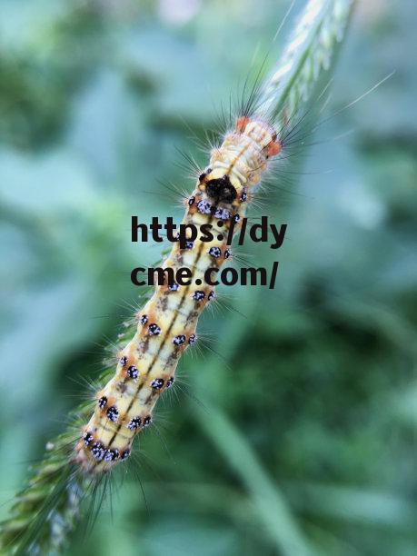 一清二楚大片毛毛虫(一清二楚大片毛毛虫视频)