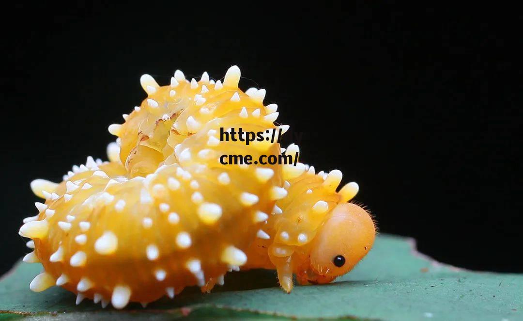 一清二楚大片毛毛虫(一清二楚大片毛毛虫视频) 一清二楚大片毛毛虫(一清二楚大片毛毛虫视频)