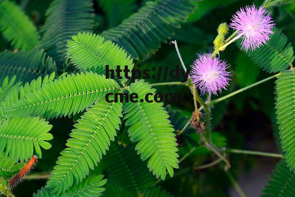 含蓄草(含蓄草实验究究所) 含蓄草(含蓄草实验究究所)