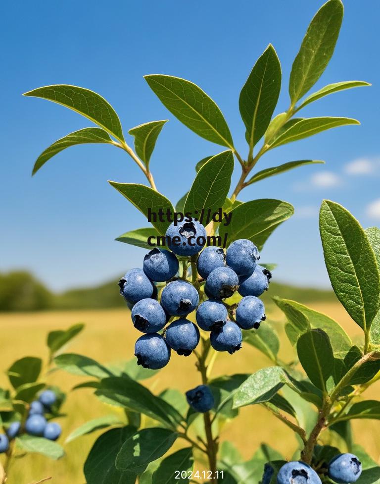 包含91蓝莓在线免费的词条