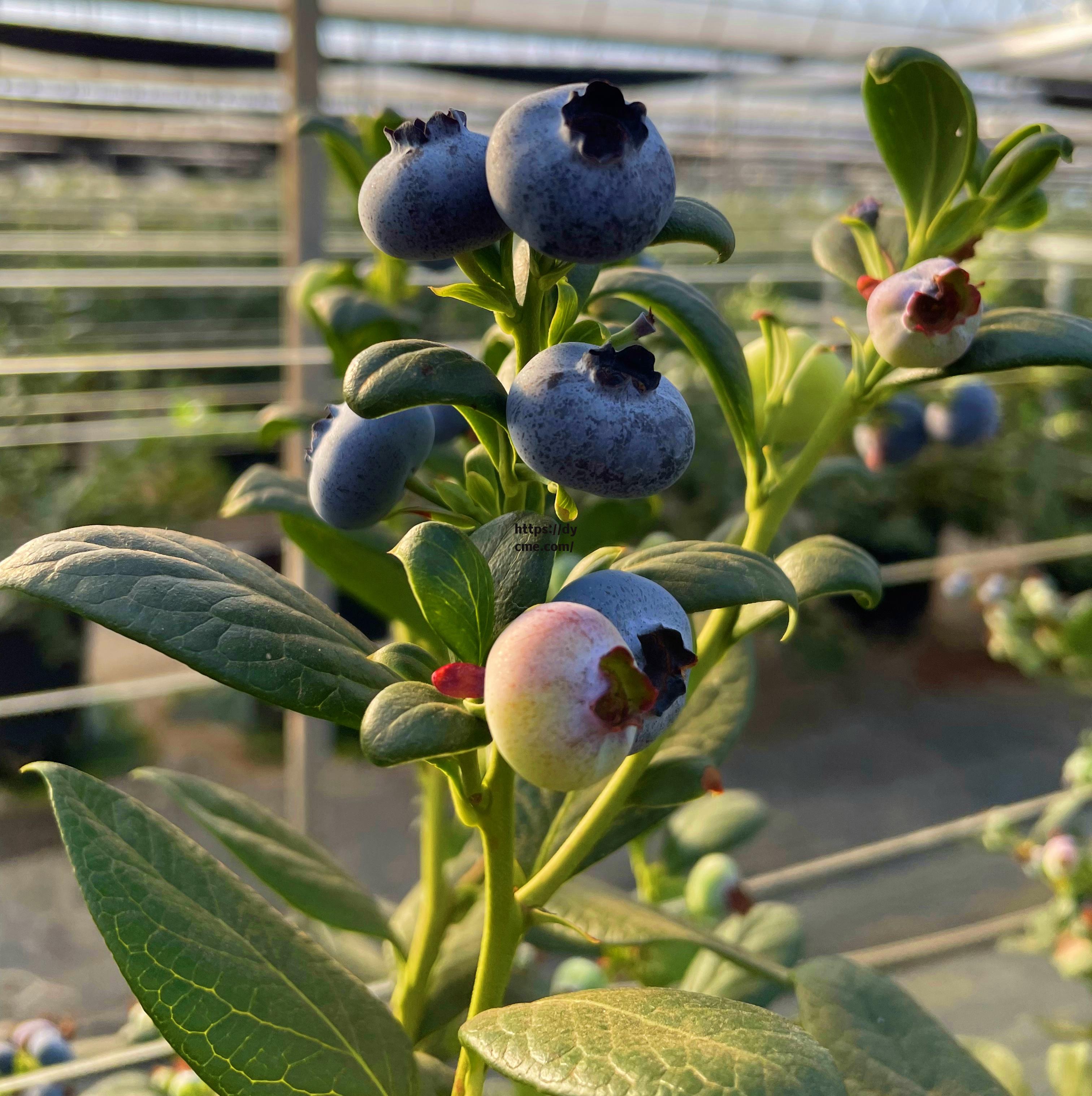 包含91蓝莓在线免费的词条 包含91蓝莓在线免费的词条