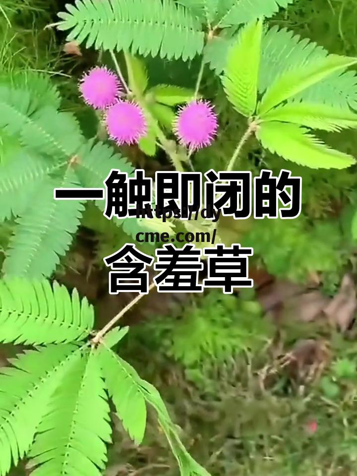 关于害羞草补单隐藏入的信息