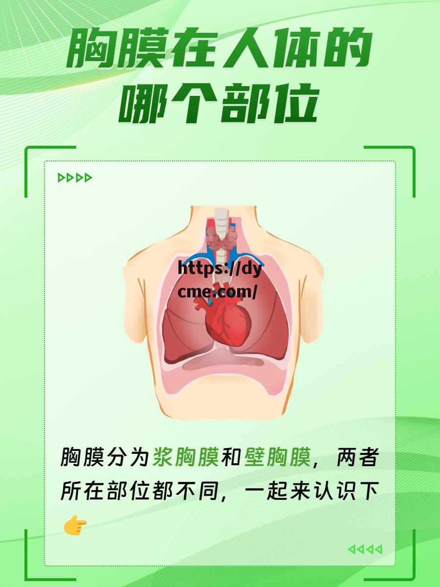 关于吃胸吃边膜的信息