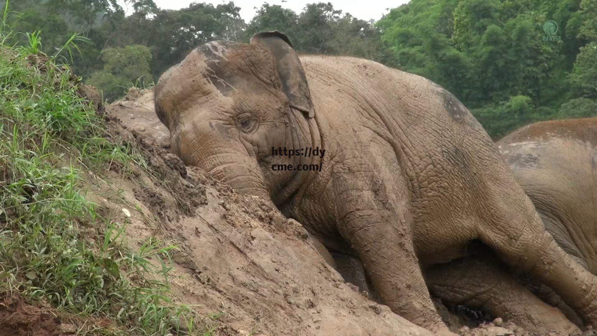 国产无矿大象(大象无影科技有限公司)