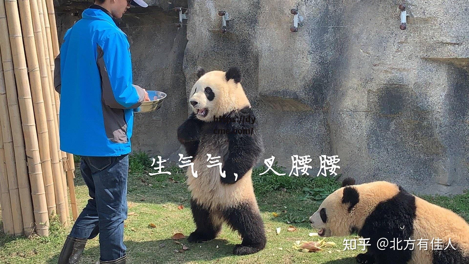 天美京东乌鸦星空大象(天美京东乌鸦星空大象是正品吗)