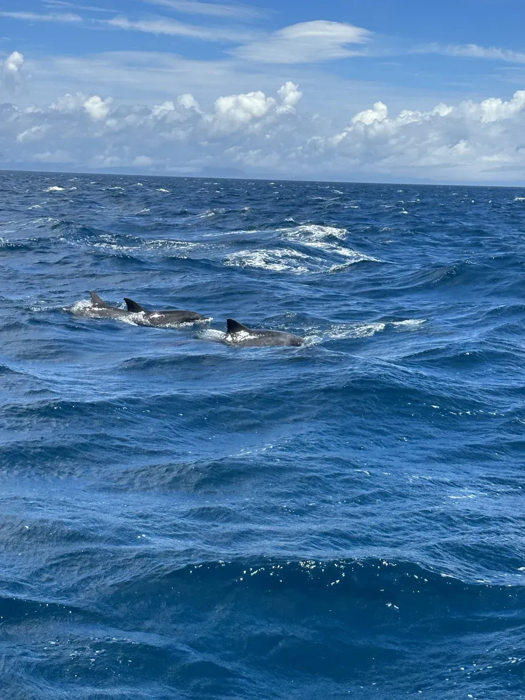 海豚看影(海豚看影app官方下载)