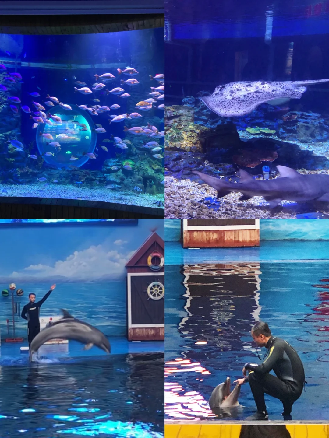 海豚看影(海豚看影app官方下载) 海豚看影(海豚看影app官方下载)