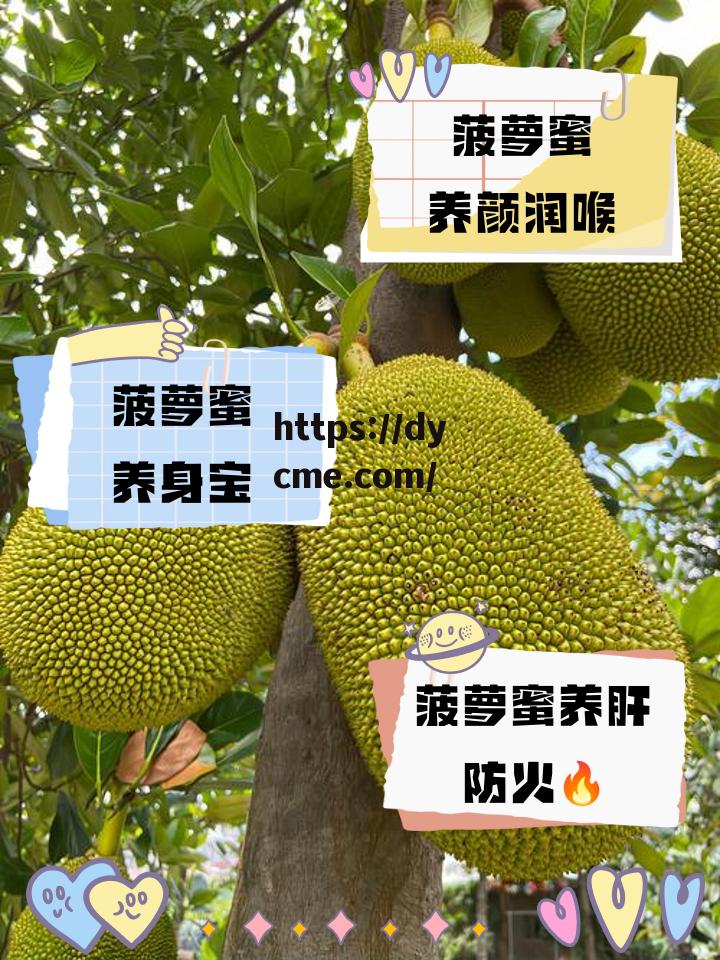 菠萝菠萝蜜免费春姑的简单介绍 菠萝菠萝蜜免费春姑的简单介绍