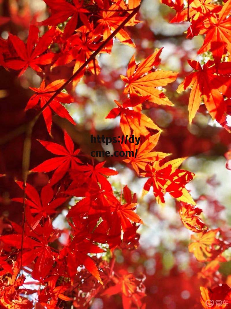 四叶草红杏黄(四叶草红色代表什么含义)