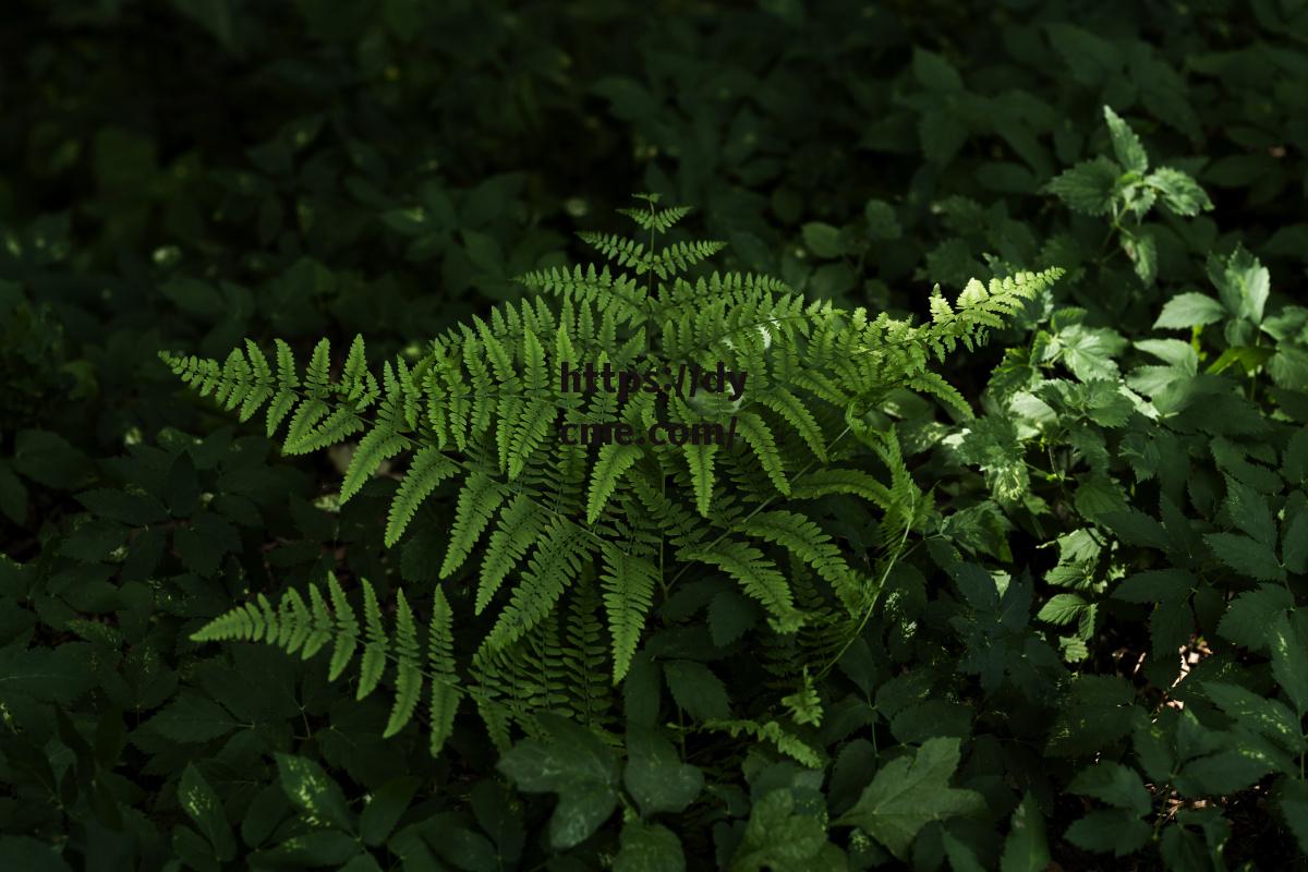 四影虎影(虎影4转技能)