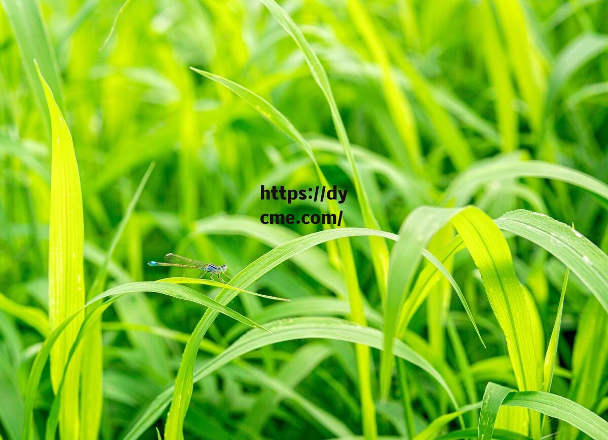 久久99国产香蕉小草青青的简单介绍