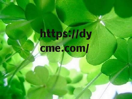 四叶草实验研究(四叶草实验研究方向) 四叶草实验研究(四叶草实验研究方向)