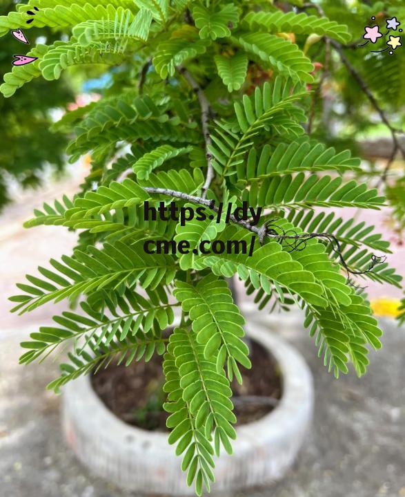 包含含差草实验研所在线观看的词条