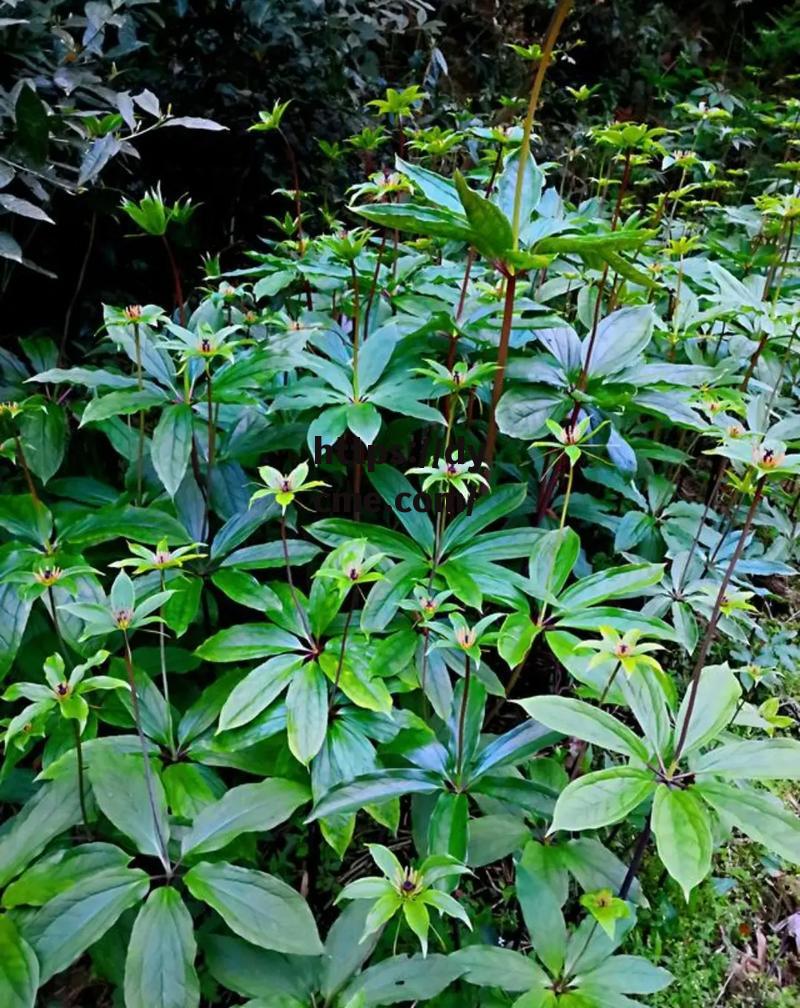 包含17c一起🌿卢的词条