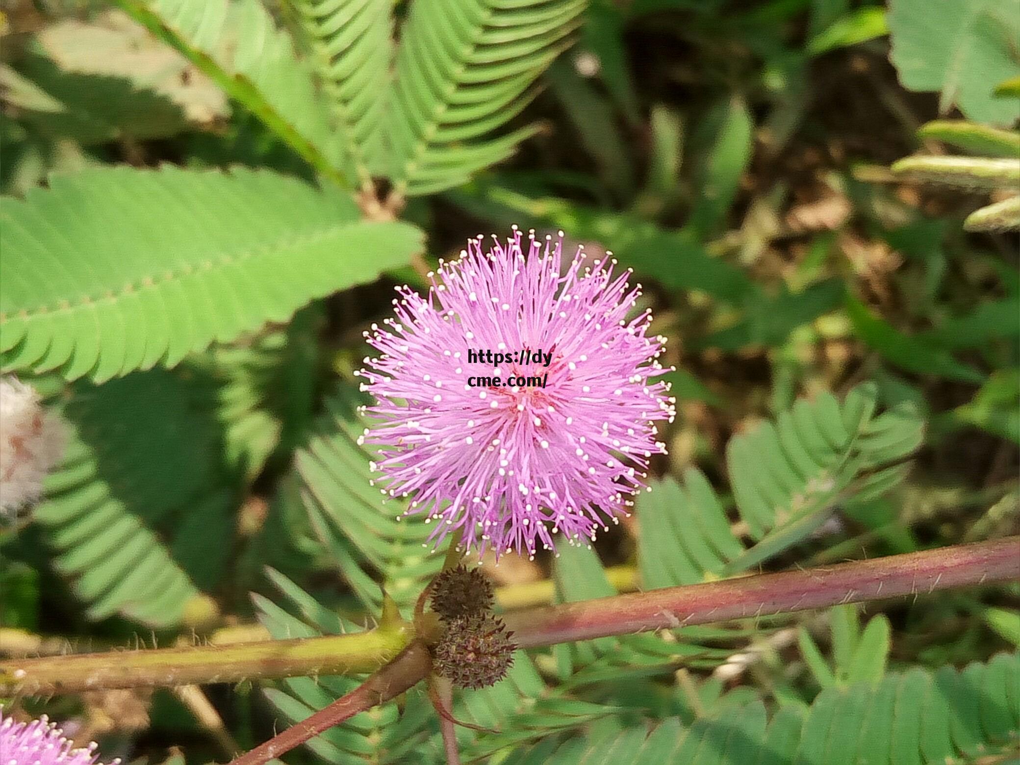 含羞4(含羞草图片)