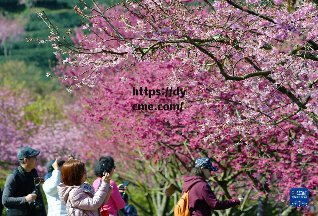 苏语棠(苏语棠苏娅元宵猜灯谜在线播放)